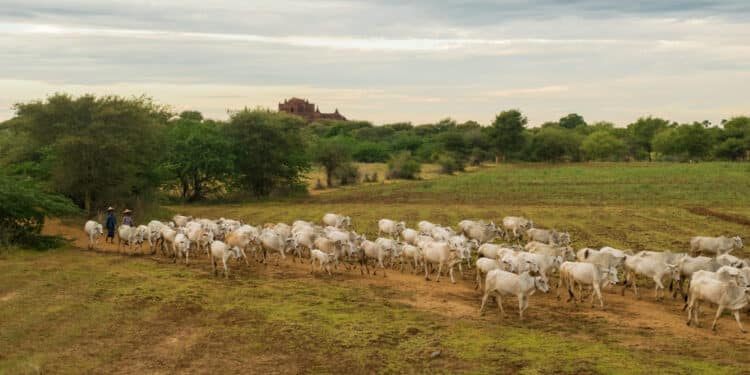 Desafio Tributário: Pecuaristas enfrentam Imposto na Transferência de Gado entre Fazendas